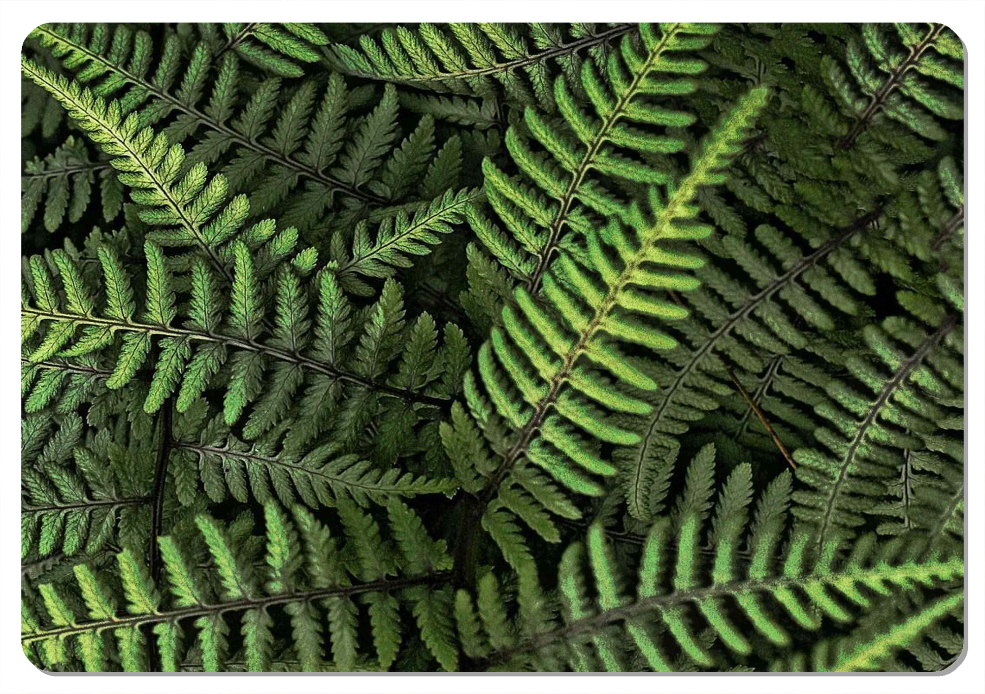 Bertoni Home Unisex's Rectangular Table Pad Ferns